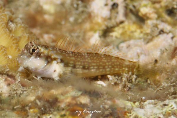 ツマリギンポ属の1種