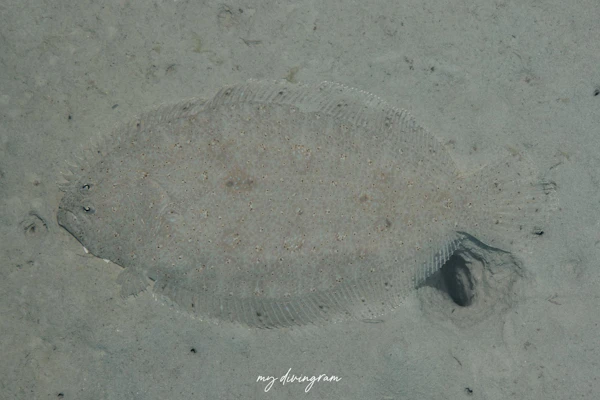 テンジクガレイ