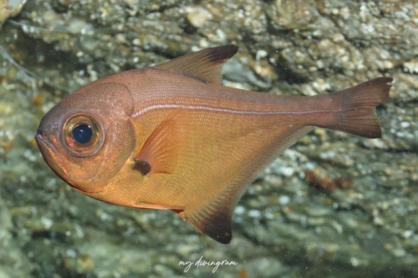 ボニンハタンポ