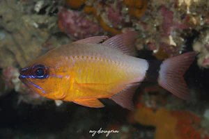 アオスジテンジクダイ