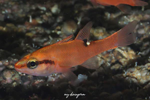 トマリヒイロテンジクダイ