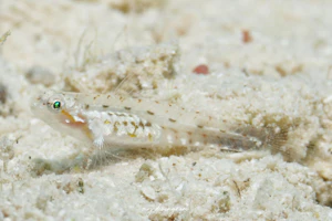 ボンボリイソハゼ