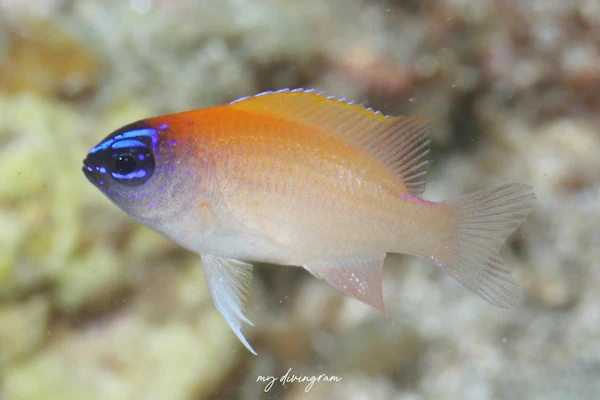 オレンジヘッドダムゼル