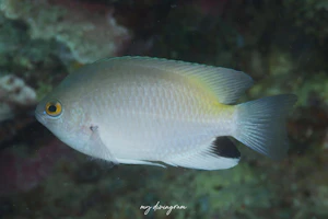 ブラックスポットダムゼル