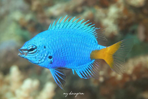 シリキルリスズメダイ