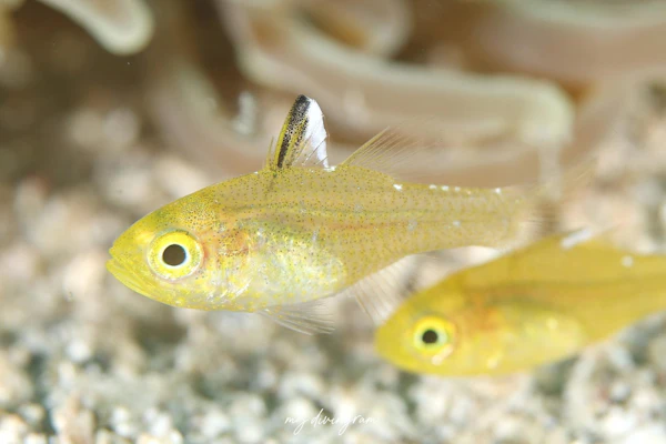 ミヤコイシモチ