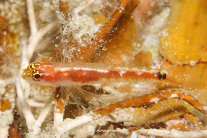 ニセクロスジイソハゼ