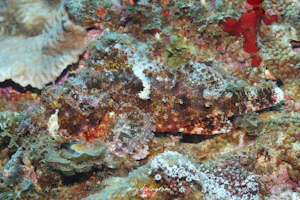 ミミトゲオニカサゴ