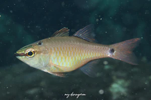 クロホシイシモチ