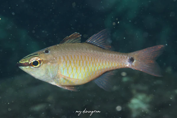 クロホシイシモチ