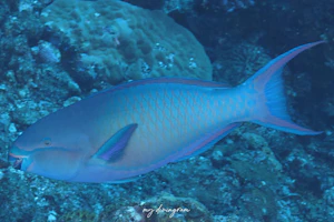 イチモンジブダイ