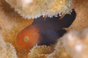 ヨゴレダルマハゼ