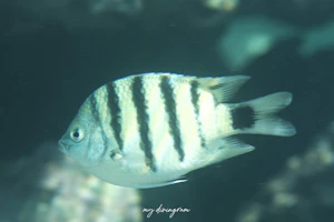 ローレンツスズメダイ