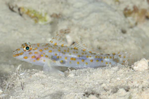 ハタタテサンカクハゼ