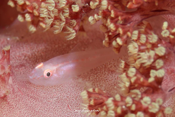 スケロクウミタケハゼ