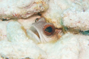 シシダマオオクチアマダイ