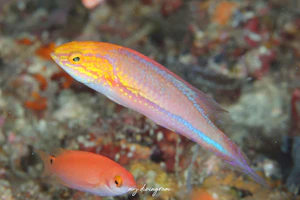 ハリオイトヒキベラ