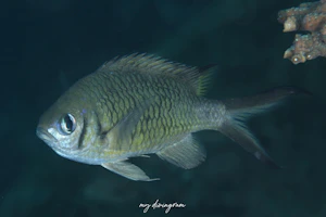 タカサゴスズメダイ