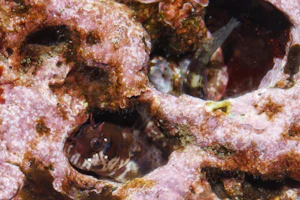 ゴテンカエルウオ