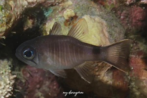 ナミダテンジクダイ