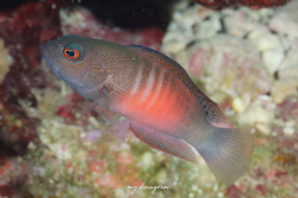 ガンテンメギス