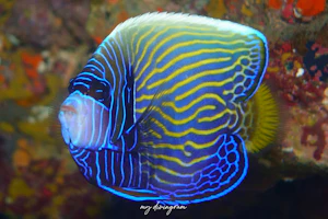 タテジマキンチャクダイ