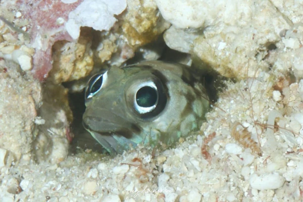 メガネアゴアマダイ