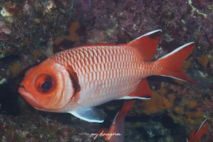 ウロコマツカサ