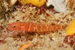 アワセイソハゼ属の1種-1