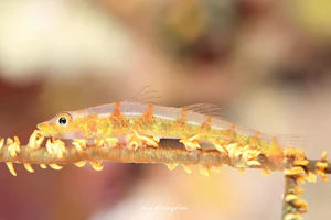 ガラスハゼ属の1種-1