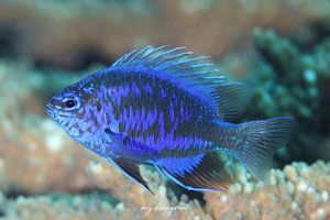 スプリンガーズダムゼル