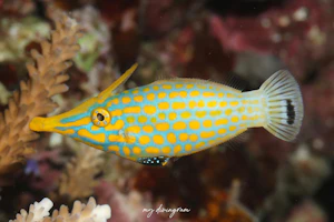 テングカワハギ