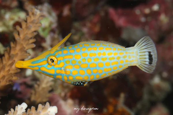 テングカワハギ