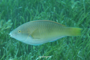 イエローフィンパロットフィッシュ