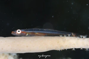 ホソガラスハゼ