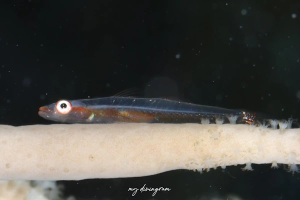 ホソガラスハゼ