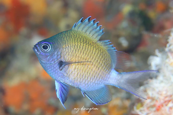 アマミスズメダイ