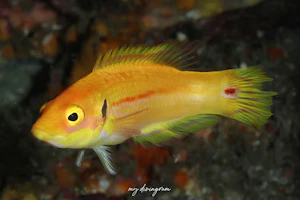 ズナガアカボウ