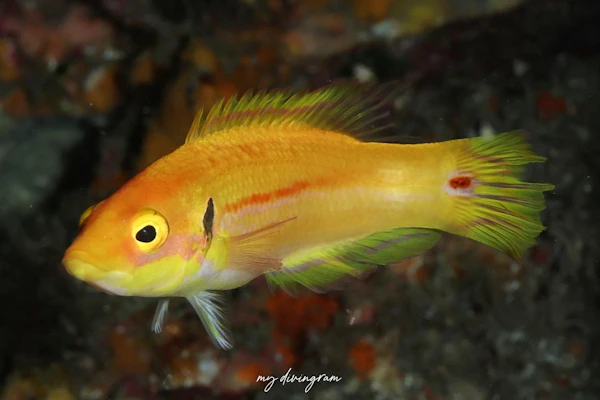 ズナガアカボウ