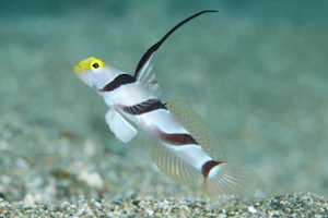 ヒレナガネジリンボウ