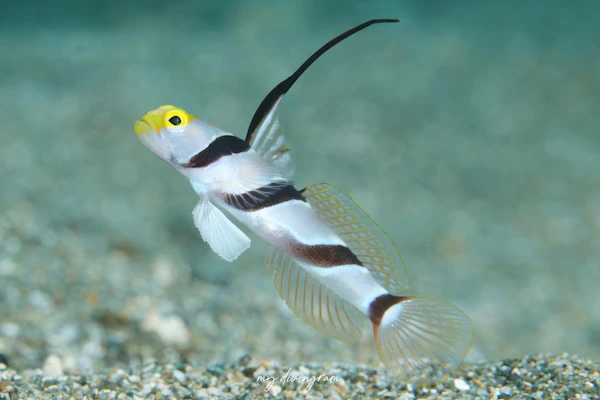 ヒレナガネジリンボウ