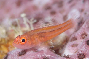 エクスクイジットピグミーゴビー