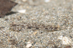 ツマグロスジハゼ