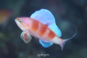 ホカケハナダイ