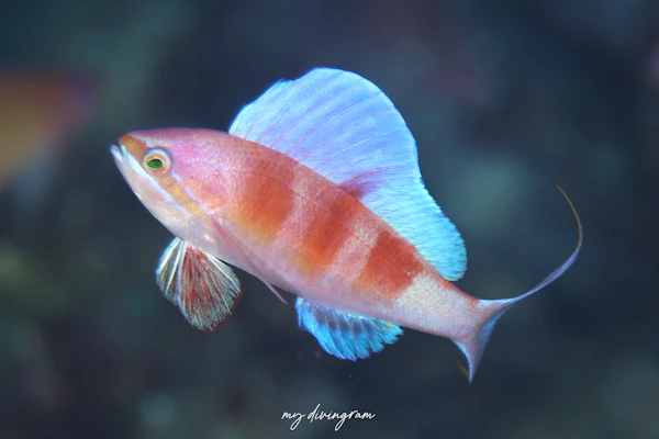 ホカケハナダイ