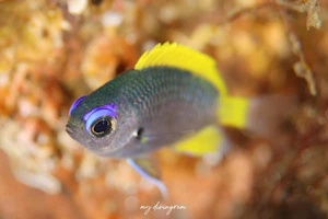 ゲッコウスズメダイ