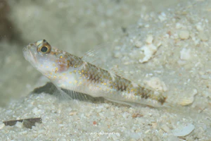 ヤノスソビキハゼ