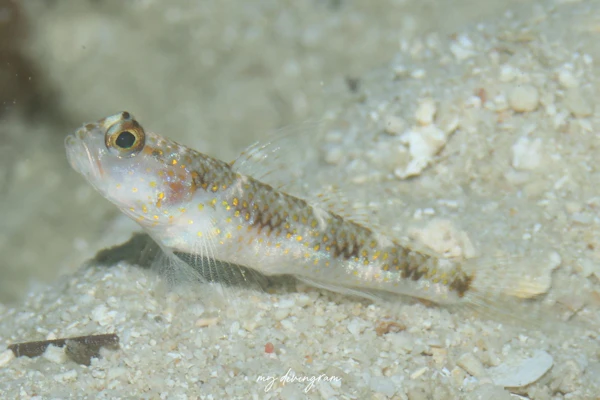 ヤノスソビキハゼ