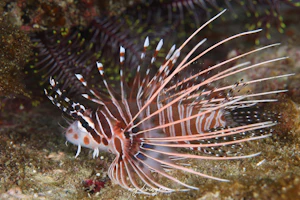 ネッタイミノカサゴ