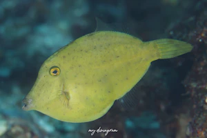 ロングテールファイルフィッシュ